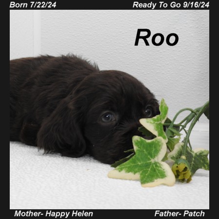 puppy, for, sale, Cocker Spaniel, Joe & Cherri  Overlease, dog, breeder, Miller, MO, dog-breeder, puppy-for-sale, forsale, nearby, find, puppyfind, locator, puppylocator, aca